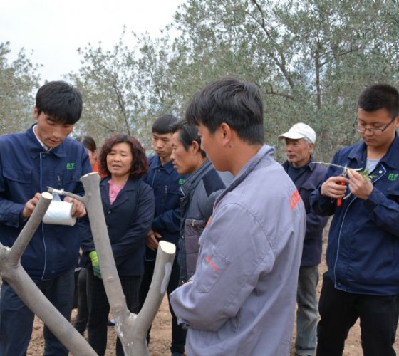 公司從產業鏈起始端著手，引進良種優苗，繁育基地苗圃，優化樹種，以優質的橄欖樹苗為生產特級初榨橄欖油提供基礎保障。在以自建萬畝國家標準化油橄欖..